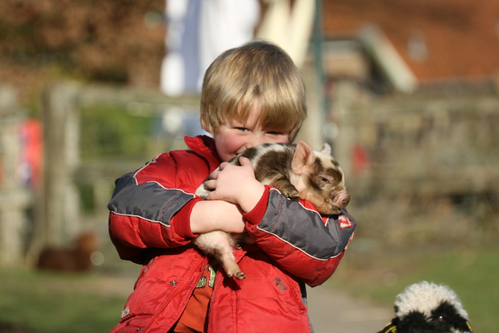 Biggetje op de kinderboerderij van De Roek op de Veluwe