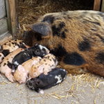 Biggetjes van de kinderboerderij op De Roek in Otterlo