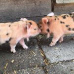 Biggetjes van de kinderboerderij op De Roek in Otterlo