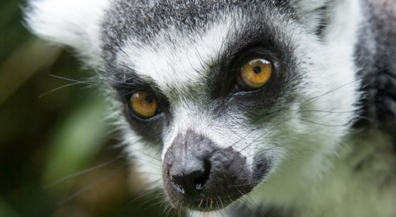 Activiteiten in Burgers Zoo