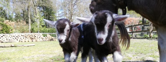 Geitjes op De Roek