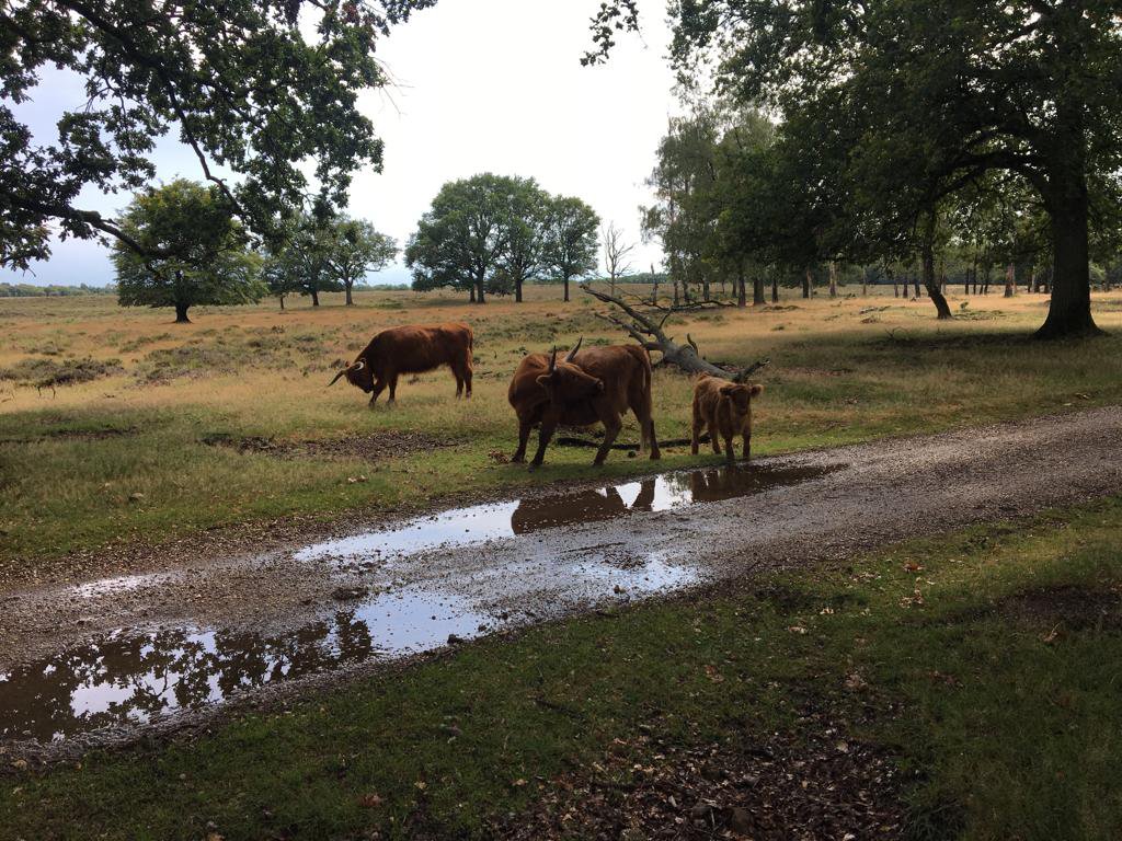 Natuurgebied Deelerwoud, dichtbij de Roek vakantiebungalows
