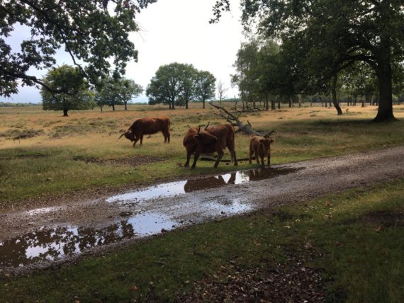 Deelerwoud, een prachtig fiets- en wandelgebied
