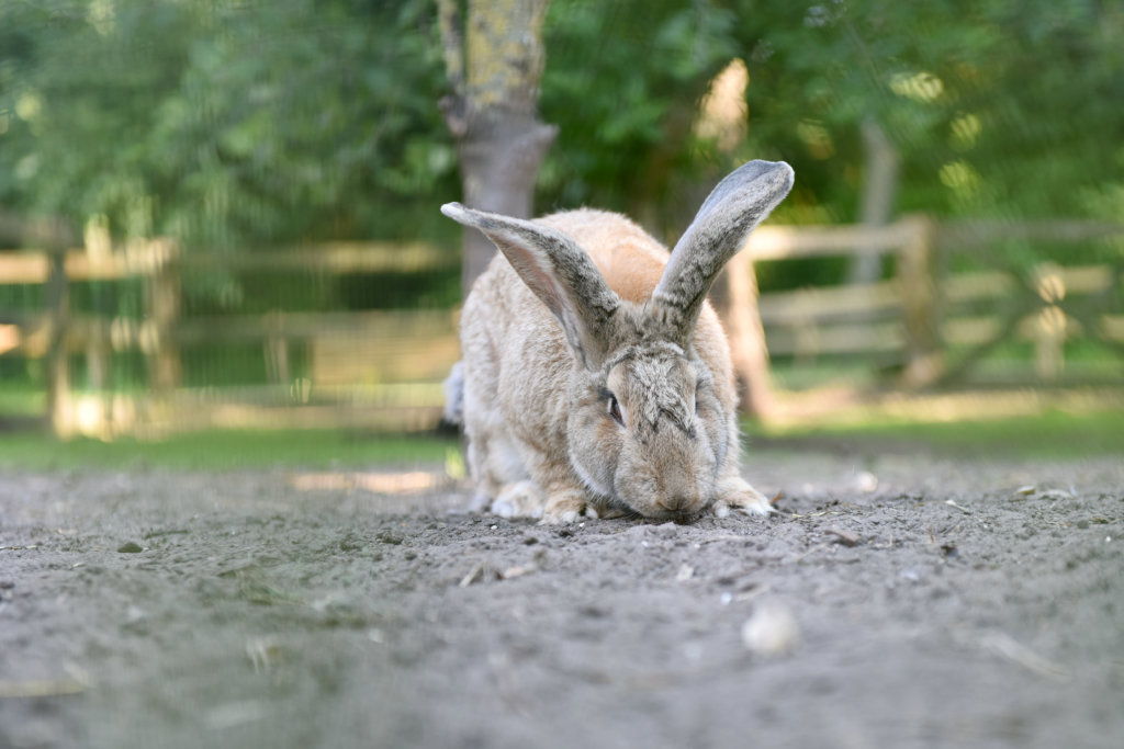 Konijnen op de kinderboerderij van De Roek op de Veluwe