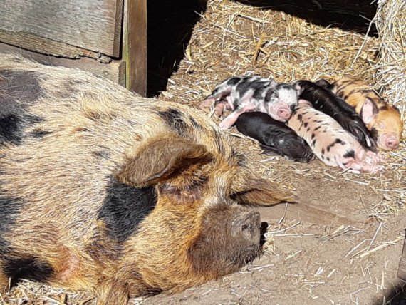 Biggen geboren