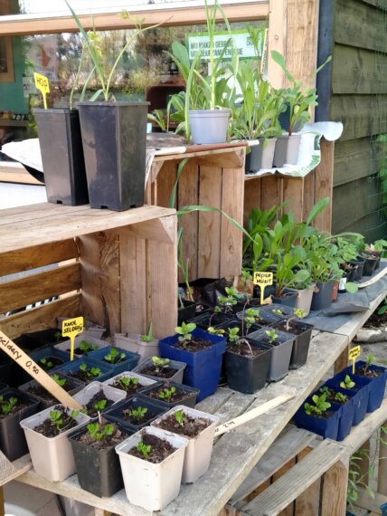 Plantjes verkoop is weer begonnen!