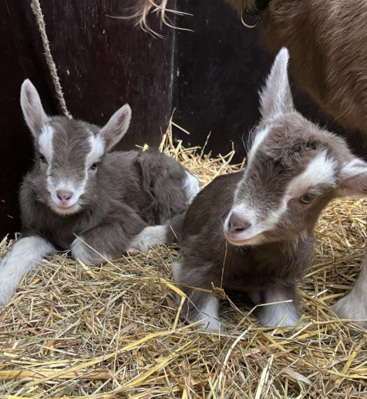 Lammetjes geboren op de Roek