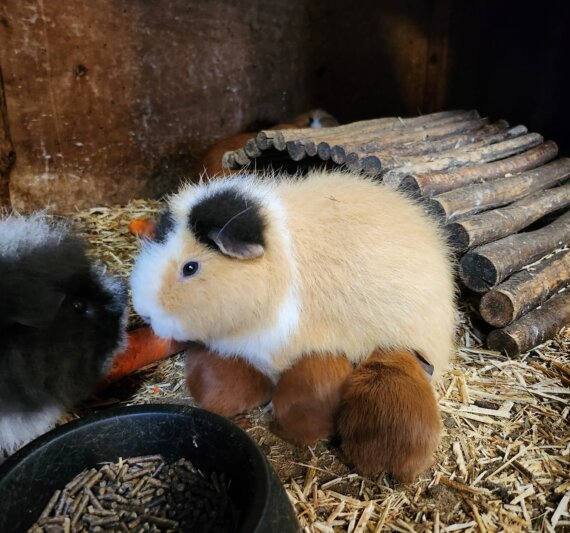 Baby cavia’s geboren op de Roek
