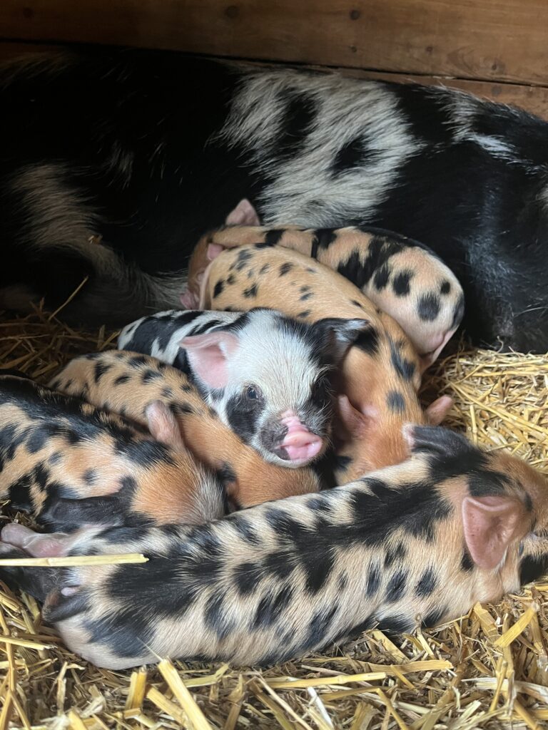 Biggetjes geboren op de Kinderboerderij van de Roek
