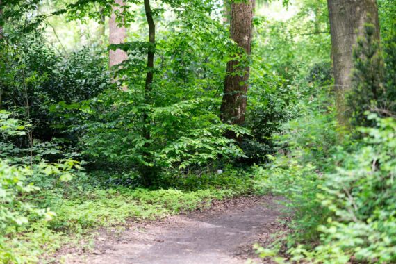 Fiets vierdaagse op de Veluwe