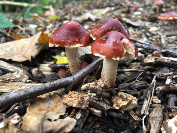 Eetbare paddenstoelen op de Roek
