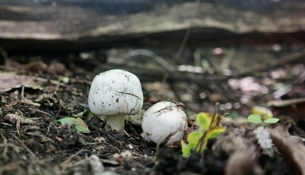 Paddenstoelen op de Roek
