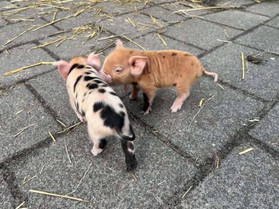 Biggetjes geboren op de Roek!