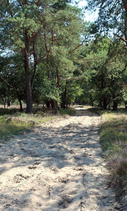 Planken Wambuis wandelen en fietsen